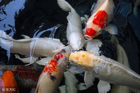 夢見魚在地上|夢見魚